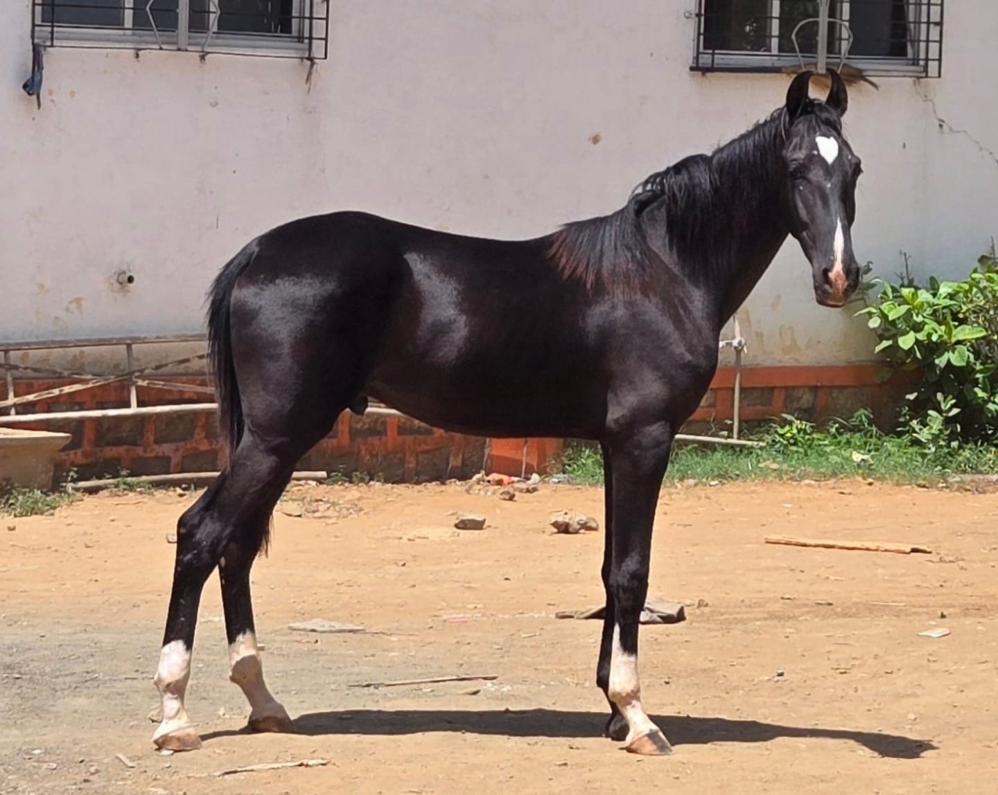 Adult riding lessons at Galloping Horse Farm